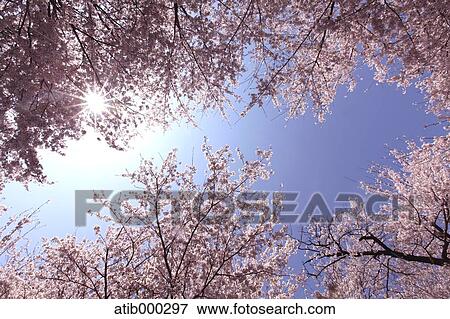 Cherry blossoms and sky View Large Photo Image Stock Photo - Cherry blossoms and sky. Fotosearch