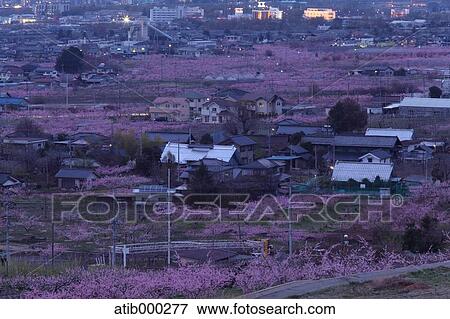 Cherry blossoms and town at night, Nagano Prefecture View Large Photo Image Stock Photo - Cherry blossoms and town at night, Nagano Prefecture. Fotosearch