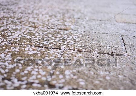 Cherry blossoms on stone pavement View Large Photo Image Picture - Cherry blossoms on stone pavement. Fotosearch