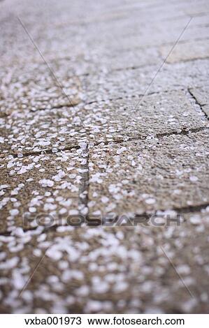 Cherry blossoms on stone pavement View Large Photo Image Stock Image - Cherry blossoms on stone pavement. Fotosearch