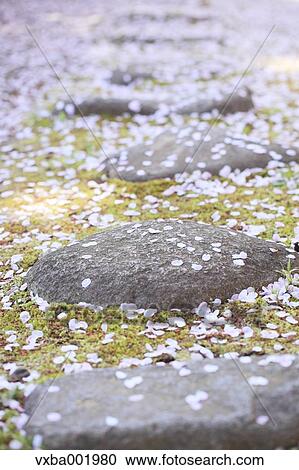 Cherry blossoms on stone pavement View Large Photo Image Stock Image - Cherry blossoms on stone pavement. Fotosearch