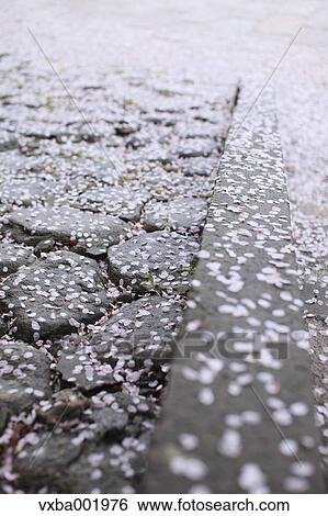 Cherry blossoms on stone pavement View Large Photo Image Stock Photograph - Cherry blossoms on stone pavement. Fotosearch