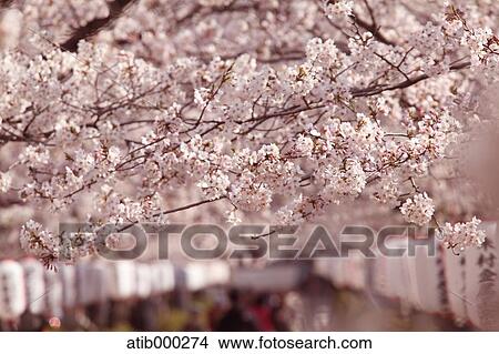 Picture - Cherry blossoms. Fotosearch