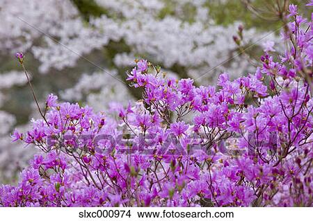 Cherry blossoms View Large Photo Image Picture - Cherry blossoms. Fotosearch