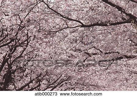 Cherry blossoms View Large Photo Image Stock Image - Cherry blossoms. Fotosearch