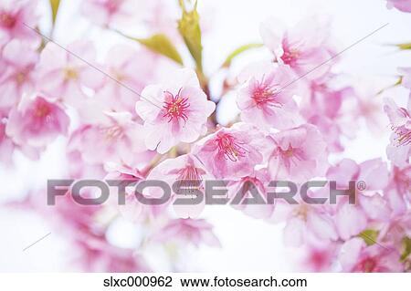 Cherry blossoms View Large Photo Image Stock Image - Cherry blossoms. Fotosearch