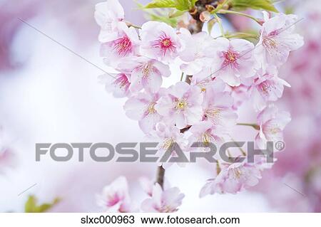 Cherry blossoms View Large Photo Image Stock Image - Cherry blossoms. Fotosearch