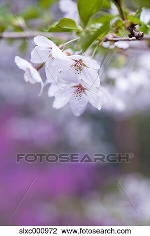 Cherry blossoms View Large Photo Image Stock Image - Cherry blossoms. Fotosearch
