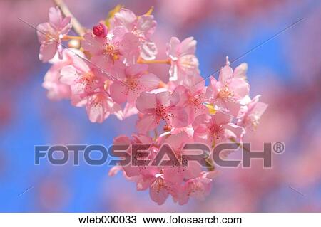 Cherry blossoms View Large Photo Image Stock Image - Cherry blossoms. Fotosearch