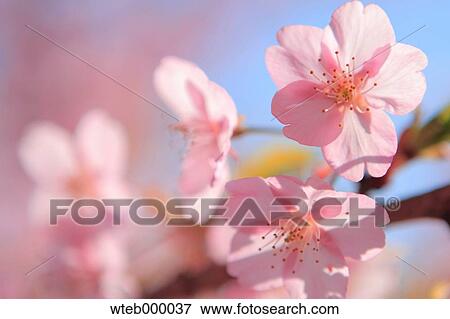 Cherry blossoms View Large Photo Image Stock Photo - Cherry blossoms. Fotosearch
