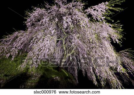 Cherry blossoms View Large Photo Image Stock Photograph - Cherry blossoms. Fotosearch