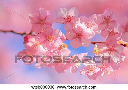 Cherry blossoms View Large Photo Image Stock Photograph - Cherry blossoms. Fotosearch