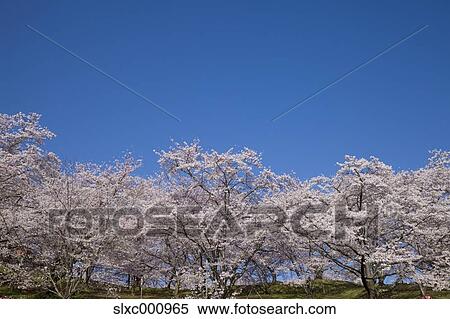 Stock Photography - Cherry trees and sky. Fotosearch