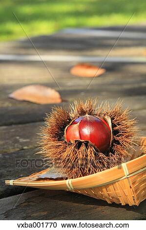 Stock Image - Chestnut on wooden table. Fotosearch