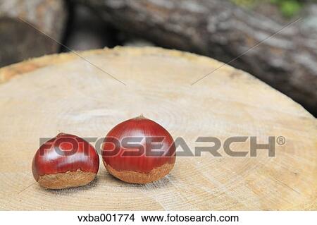Chestnuts on tree stump View Large Photo Image Picture - Chestnuts on tree stump. Fotosearch