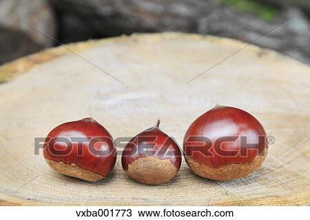 Chestnuts on tree stump View Large Photo Image Stock Image - Chestnuts on tree stump. Fotosearch