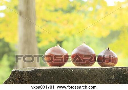 Chestnuts on wooden table View Large Photo Image Stock Image - Chestnuts on wooden table. Fotosearch