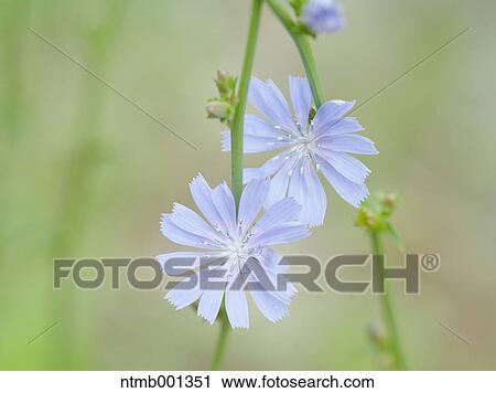 Chicory flowers View Large Photo Image Stock Image - Chicory flowers. Fotosearch