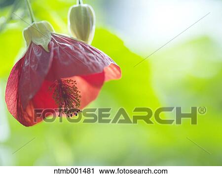Chinese bell flower View Large Photo Image Stock Image - Chinese bell flower. Fotosearch