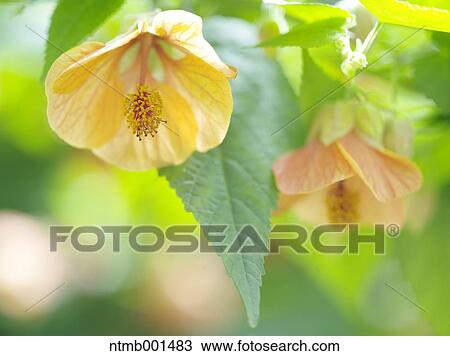 Chinese bell flowers View Large Photo Image Stock Image - Chinese bell flowers. Fotosearch