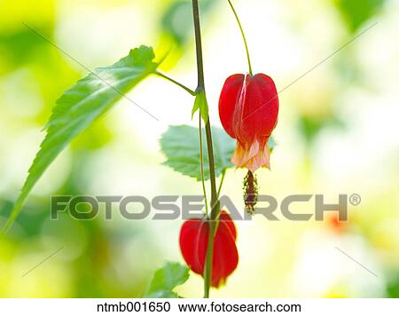 Chinese bell flowers View Large Photo Image Stock Image - Chinese bell flowers. Fotosearch