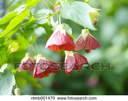 Chinese bell flowers View Large Photo Image Stock Photo - Chinese bell flowers. Fotosearch