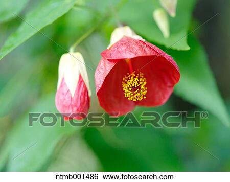 Chinese bell flowers View Large Photo Image Stock Photograph - Chinese bell flowers. Fotosearch