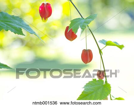 Chinese bell flowers View Large Photo Image Stock Photograph - Chinese bell flowers. Fotosearch
