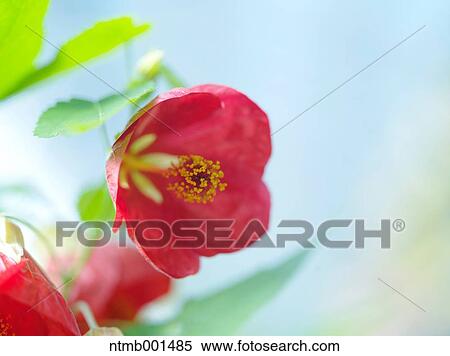 Chinese bell flowers View Large Photo Image Stock Photography - Chinese bell flowers. Fotosearch