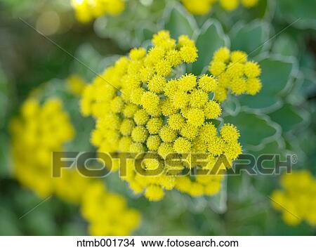 Chrysanth flower View Large Photo Image Picture - Chrysanth flower. Fotosearch