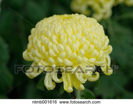Chrysanth flower View Large Photo Image Stock Photograph - Chrysanth flower. Fotosearch