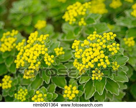 Chrysanth flowers View Large Photo Image Picture - Chrysanth flowers. Fotosearch