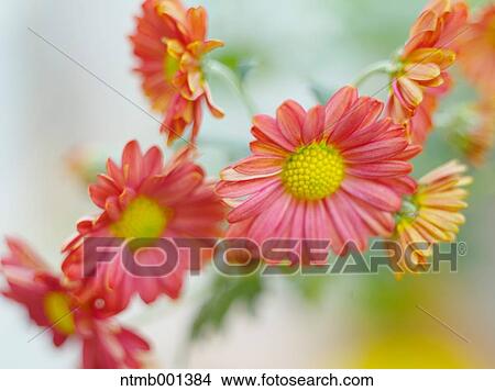 Chrysanth flowers View Large Photo Image Picture - Chrysanth flowers. Fotosearch