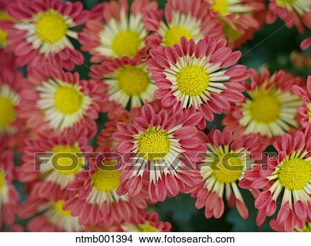 Chrysanth flowers View Large Photo Image Picture - Chrysanth flowers. Fotosearch