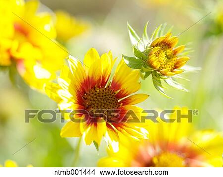 Chrysanth flowers View Large Photo Image Picture - Chrysanth flowers. Fotosearch
