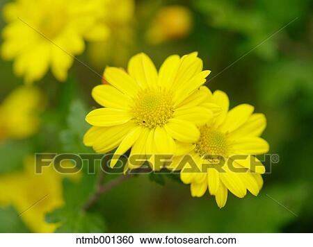 Chrysanth flowers View Large Photo Image Stock Image - Chrysanth flowers. Fotosearch
