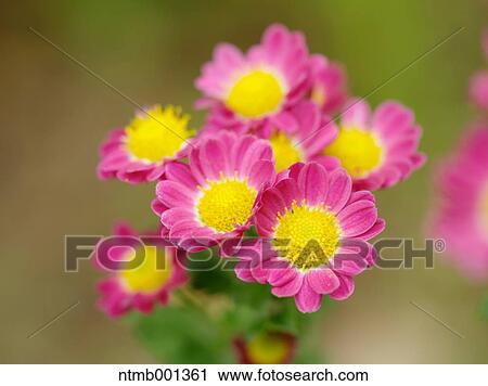 Chrysanth flowers View Large Photo Image Stock Image - Chrysanth flowers. Fotosearch