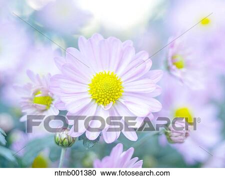 Stock Image - Chrysanth flowers. Fotosearch