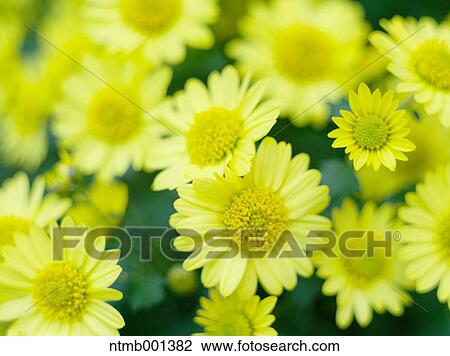 Chrysanth flowers View Large Photo Image Stock Image - Chrysanth flowers. Fotosearch