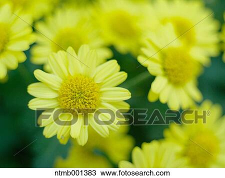 Chrysanth flowers View Large Photo Image Stock Image - Chrysanth flowers. Fotosearch