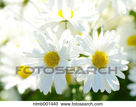 Chrysanth flowers View Large Photo Image Stock Image - Chrysanth flowers. Fotosearch
