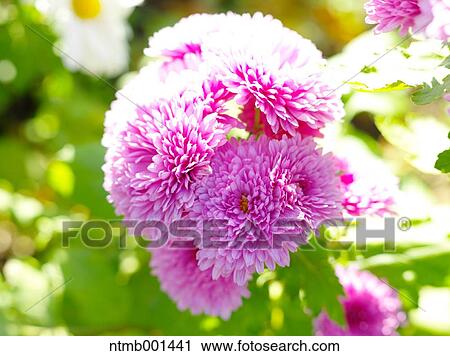 Chrysanth flowers View Large Photo Image Stock Image - Chrysanth flowers. Fotosearch