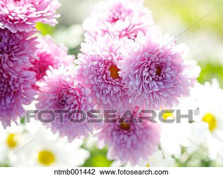 Chrysanth flowers View Large Photo Image Stock Image - Chrysanth flowers. Fotosearch