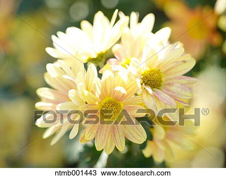 Chrysanth flowers View Large Photo Image Stock Image - Chrysanth flowers. Fotosearch