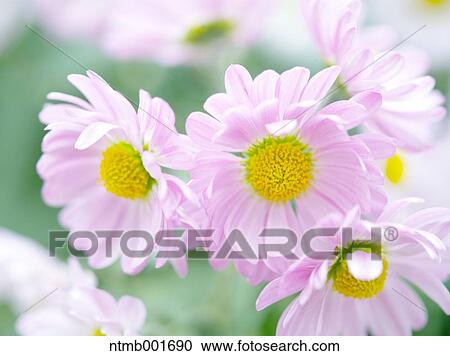 Chrysanth flowers View Large Photo Image Stock Image - Chrysanth flowers. Fotosearch