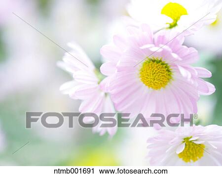 Chrysanth flowers View Large Photo Image Stock Image - Chrysanth flowers. Fotosearch