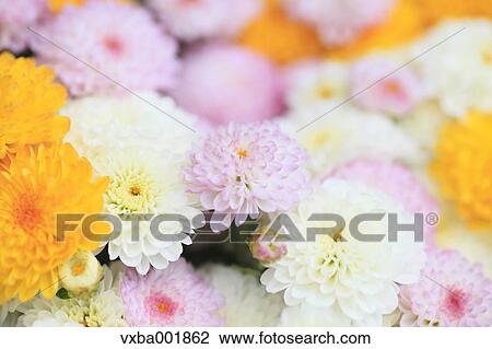 Chrysanth flowers View Large Photo Image Stock Image - Chrysanth flowers. Fotosearch