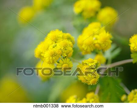 Stock Photo - Chrysanth flowers. Fotosearch
