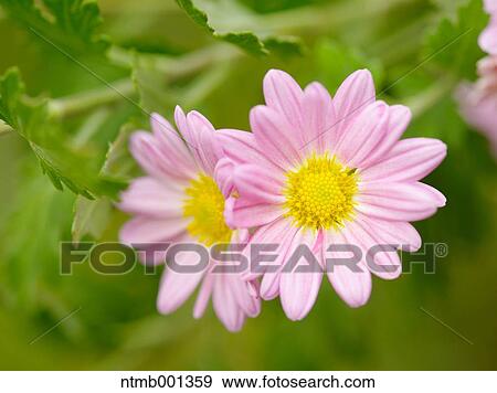 Chrysanth flowers View Large Photo Image Stock Photo - Chrysanth flowers. Fotosearch
