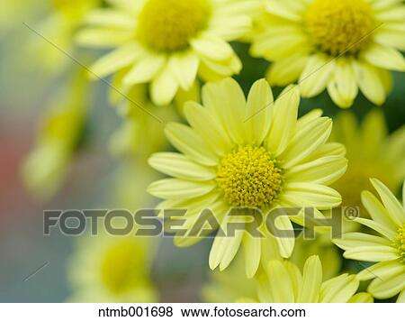 Stock Photo - Chrysanth flowers. Fotosearch